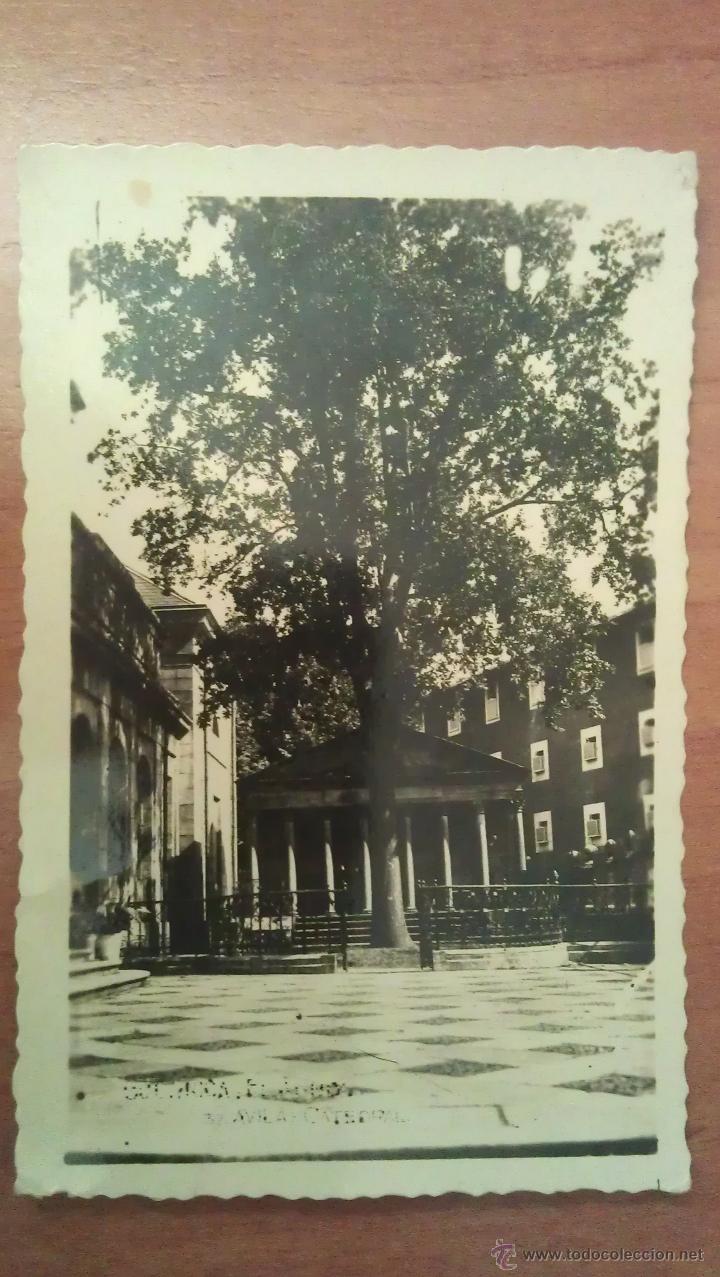 Postales: &Aacute;RBOL DE GU&Eacute;RNICA - Foto 1