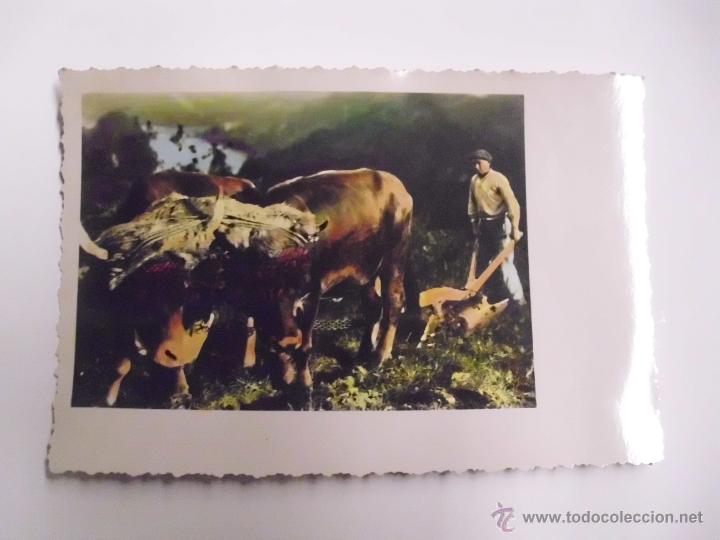 Cartoline: CAMPESINO VASCO ARANDO. FOTO GALARZA. SAN SEBASTIAN SIN CIRCULAR