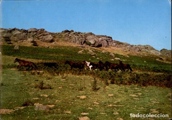 Postais: Caballos en los montes de Larun &ndash; ed. Tellechea -  A&ntilde;o 1965 - SC
