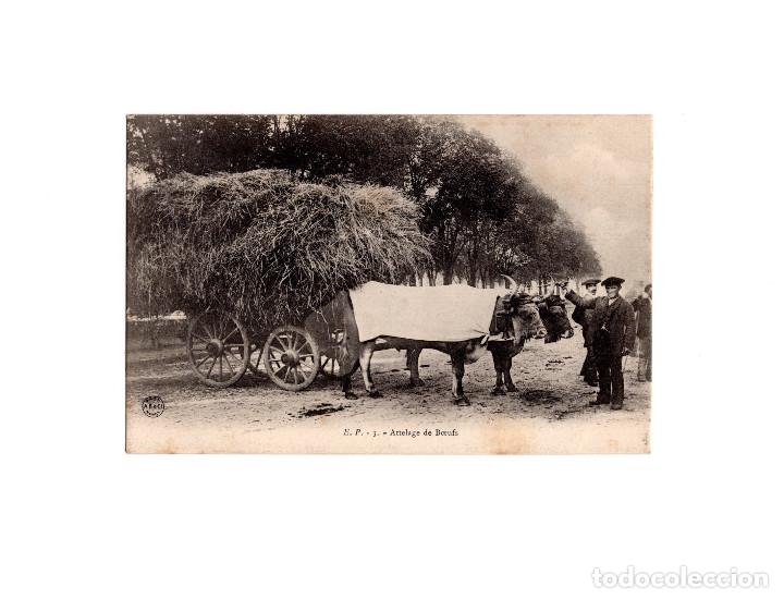 Postales: ATTELAGE DE BOEUFS. - Foto 1