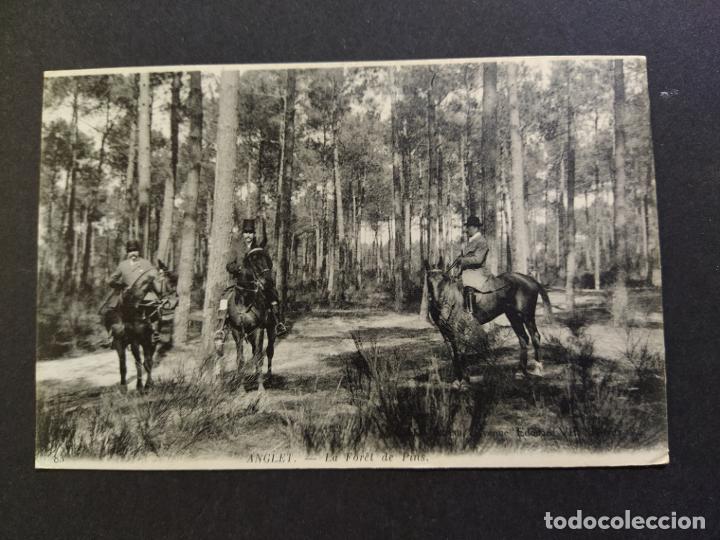 Postcards: ANGELU-ANGLET-EL BOSQUE DE PINOS-POSTAL ANTIGUA-(65.305)