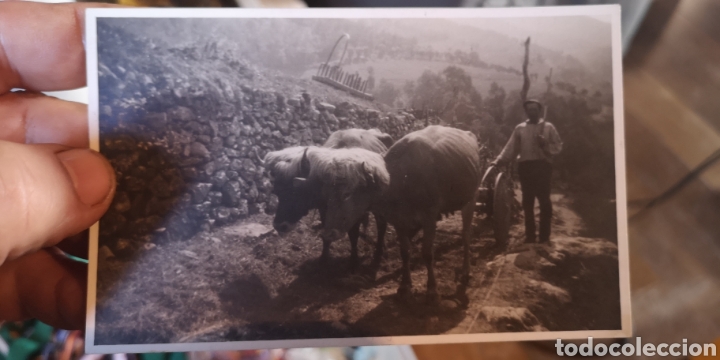 Postales: Antigua postal de Ar&aacute;nzazu campesino con bueyes 1924