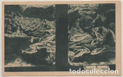 Postais: POSTAL DE SAN SEBASTIAN. PALACIO DEL MAR. AQUARIUM. LAMOTES P-PV-1751