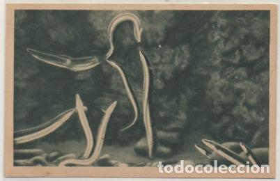 Postais: POSTAL DE SAN SEBASTIAN. PALACIO DEL MAR. AQUARIUM. ANGUILA VULGARIS P-PV-1753