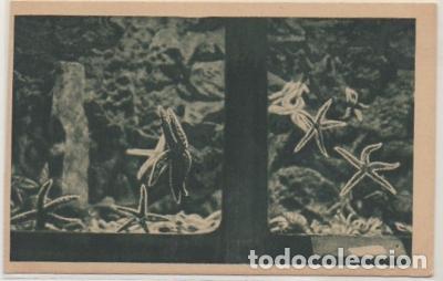 Postais: POSTAL DE SAN SEBASTIAN. PALACIO DEL MAR. AQUARIUM. ESTRELLAS DE MAR P-PV-1754