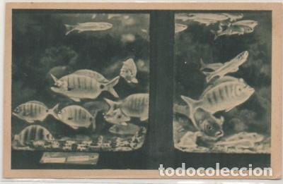 Postais: POSTAL DE SAN SEBASTIAN. PALACIO DEL MAR. AQUARIUM. SARGOS CORCONES P-PV-1756