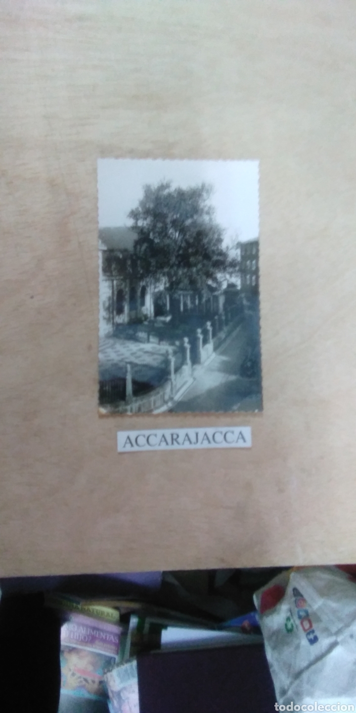 Postales: Postal Guernica. Arbol - Foto 1