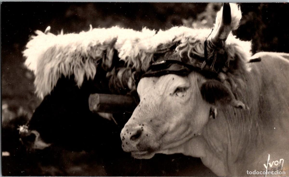 Postales: Attelage basque - Ed. Yvon 1369 - Postal - 127x73mm