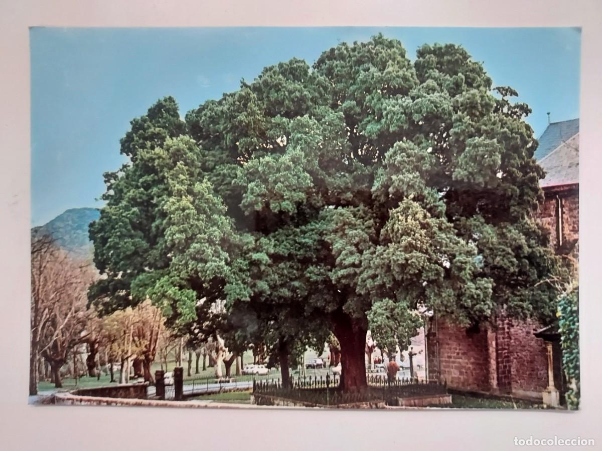 Postales: POSTAL ARCENIEGA ENCINA VIEJA. 1977. SIN CIRCULAR. ALAVA