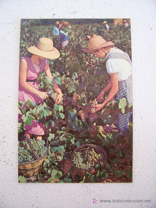 Postales: postal cavas codorniu -vendimia (1971, sin circular) - Foto 1