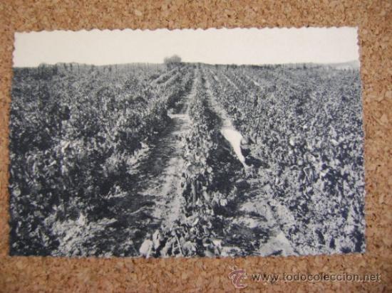 Postales: Lote 9 postales Codorniu con estuche, 1960 - Foto 11