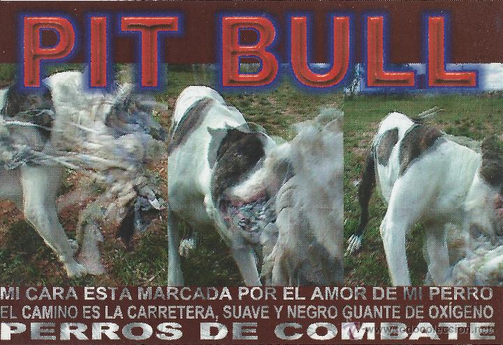 Postales: TARJETA POSTAL PUBLICITARIA PIT BULL PERROS DE COMBATE - Foto 1