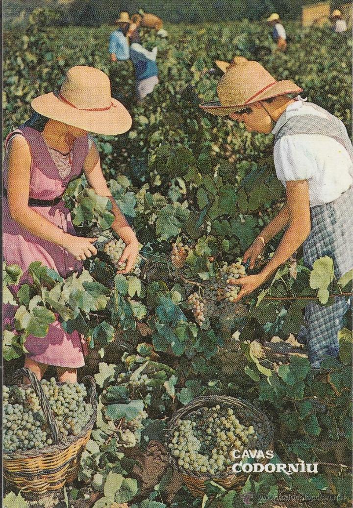 Postales: N&ordm; 23360 POSTAL PUBLICIDAD CAVAS CODORNIU VENDIMIA