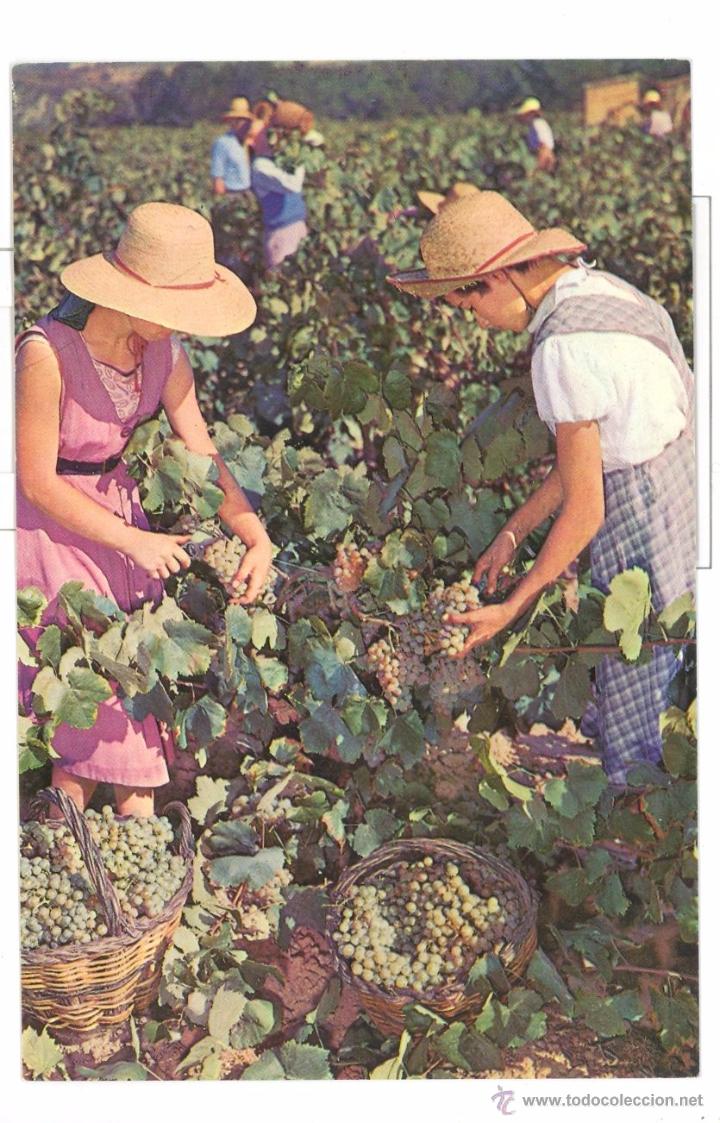 Postales: CAVAS CODORNIU- VEND&Iacute;MIA - Foto 1