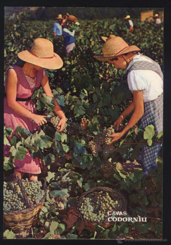 Postales: A-2726- CAVA CODORNIU. LA VENDIMIA. - Foto 1