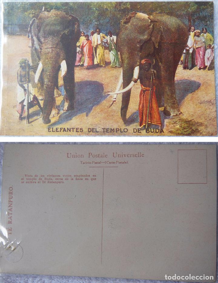 Postales: ELEFANTES DEL TEMPLO DE BUDA. T&eacute; Ratanpuro.