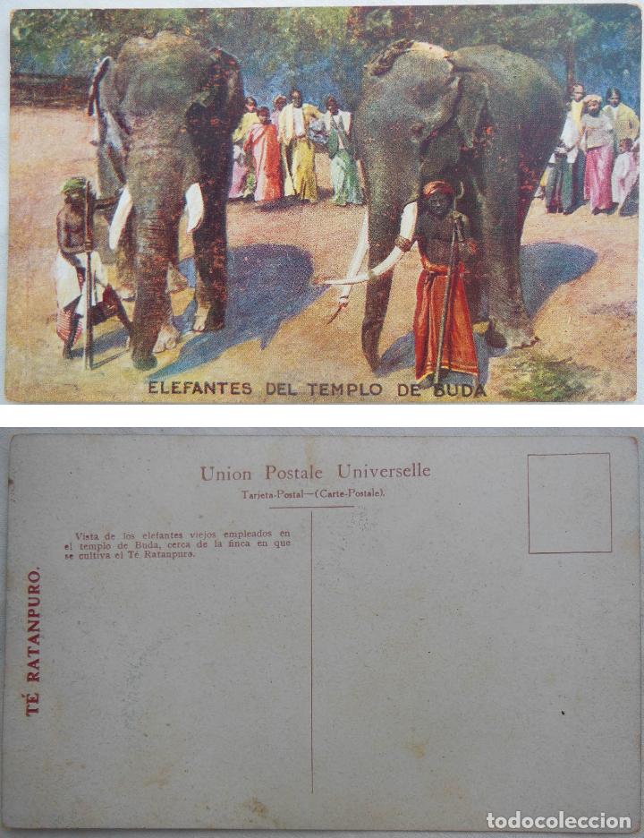 Postales: ELEFANTES DEL TEMPLO DE BUDA. T&eacute; Ratanpuro