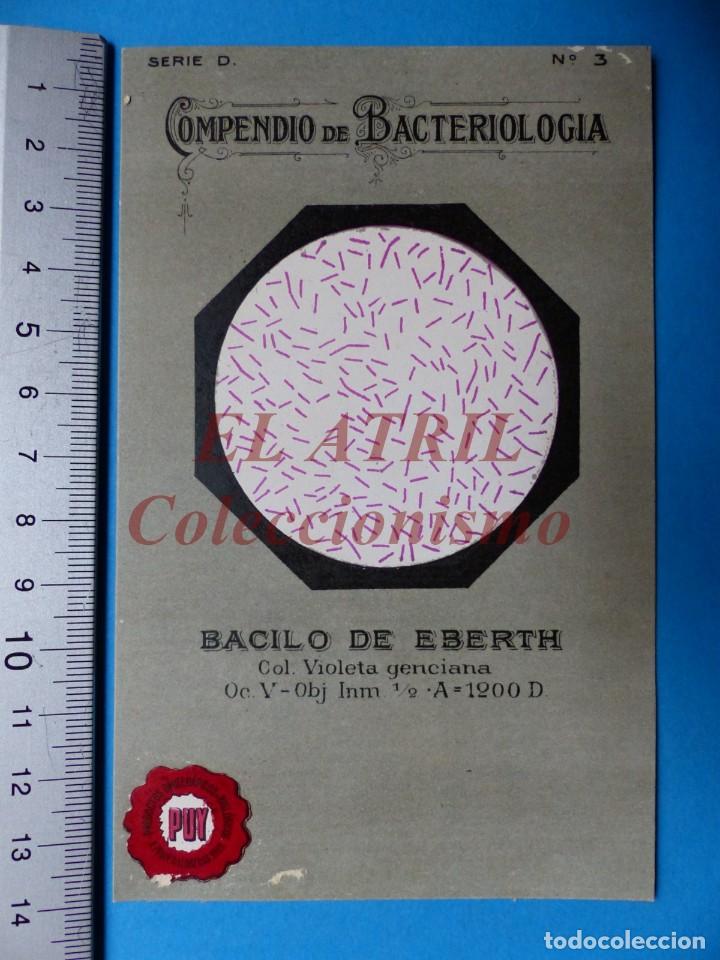 Postales: POSTAL COMPENDIO DE BACTERIOLOGIA, BACILO DE EBERTH - Foto 1