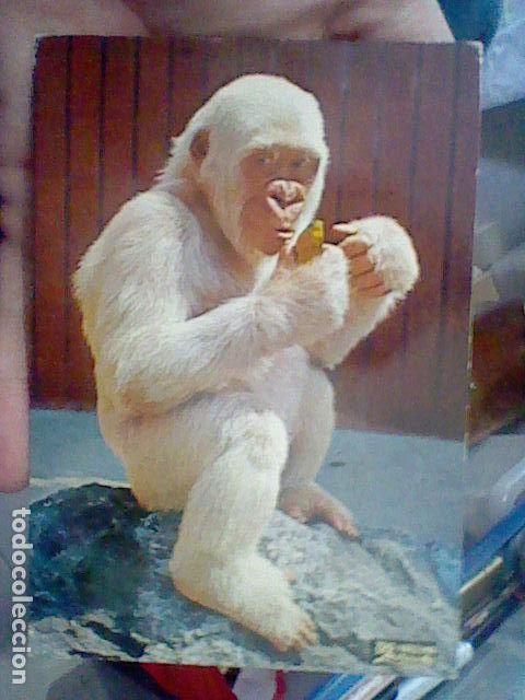 Postales: COPITO NIEVE GORILA ED ZERKOWITZ CIRCULADA 1969 - Foto 1