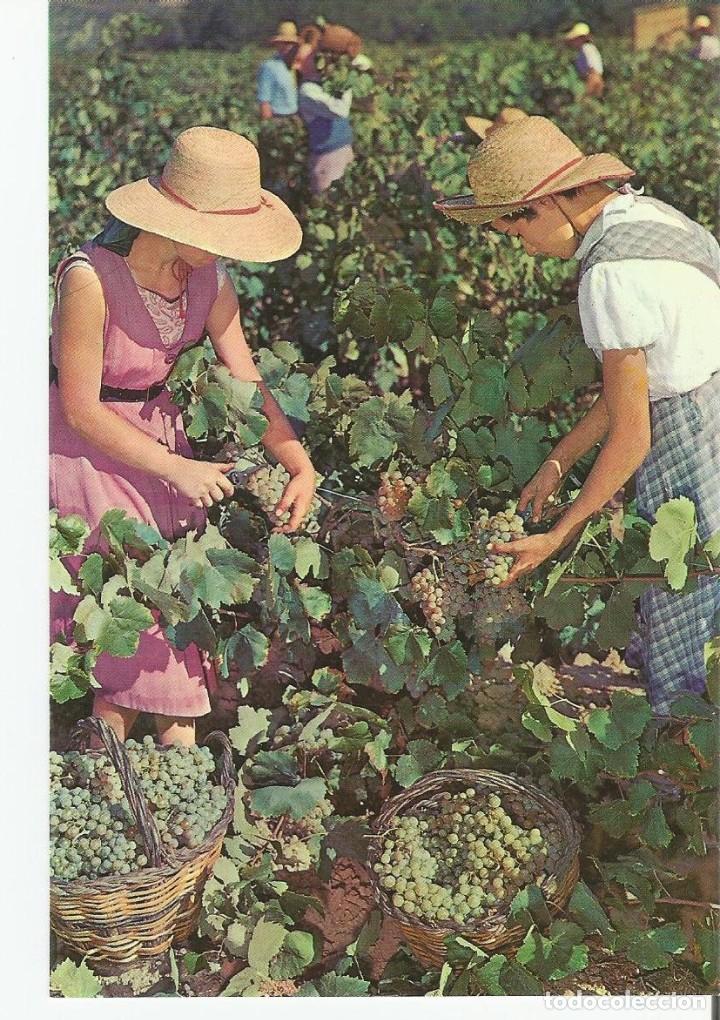 Postales: LOTE DE 8 POSTALES TEMATICAS DE LAS BODEGAS CAVA CODORNIU. A&Ntilde;O 1971 - Foto 12