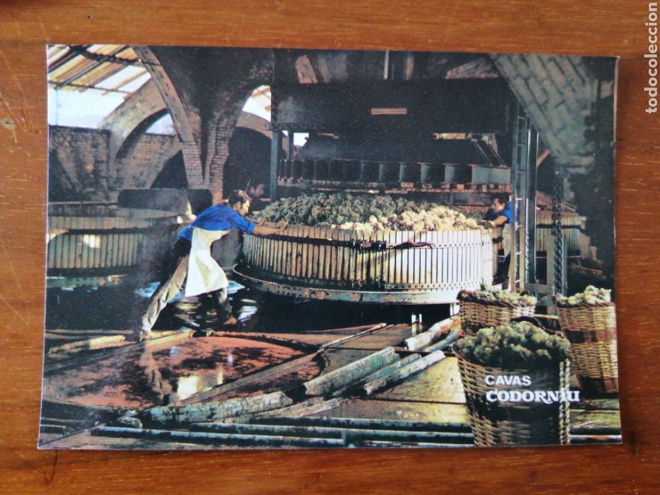 Postales: POSTAL CAVAS CODORNIU - Foto 1