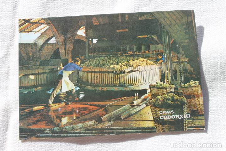 Postales: POSTAL CAVAS CODORNIU PRENSANDO UVA - Foto 1