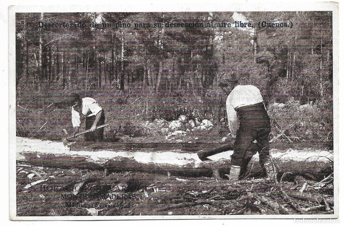 Cartes Postales: Horacio Echevarrieta monte y maderas-Madrid.Descortezada de un pino para su desecaci&oacute;n al aire libre