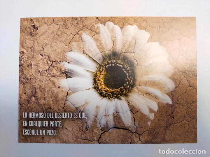 Cartoline: LO HERMOSO DEL DESIERTO - COLLMAR - POSTAL PUBLICITARIA DRASANVI