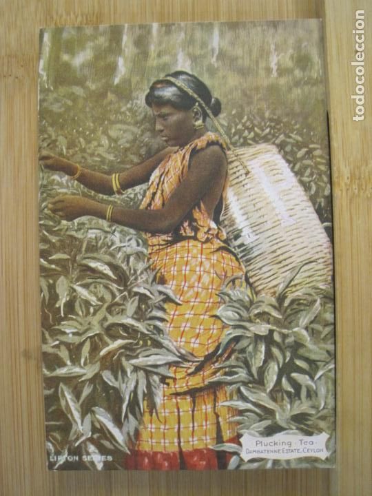 Cartes Postales: PUBLICIDAD TE LIPTON-PLUCKING TEA-CEYLON-POSTAL ANTIGUA-(99.568)