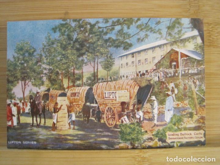 Cartes Postales: PUBLICIDAD TE LIPTON-LOADING BULLOCK CARTS-CEYLON-POSTAL ANTIGUA-(99.570)