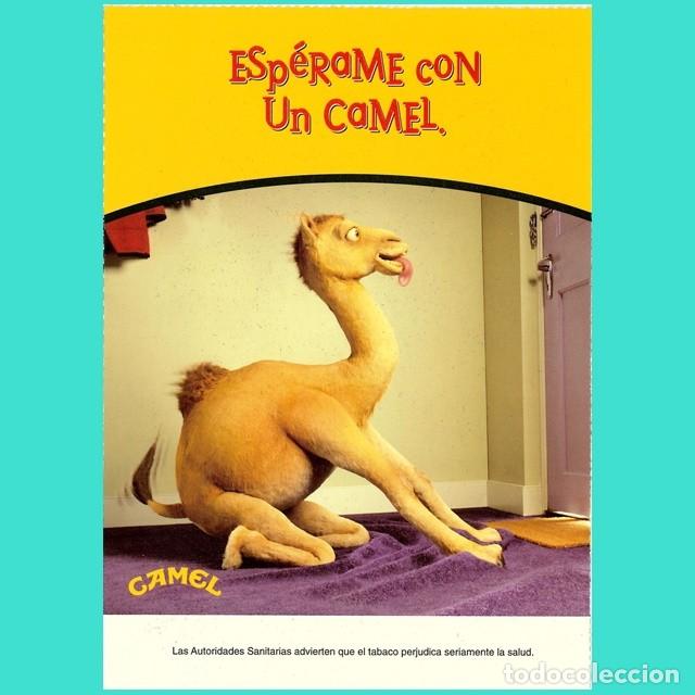 Postales: POSTAL CAMEL ESP&Eacute;RAME CON UN CAMEL. SIN CIRCULAR. - Foto 1