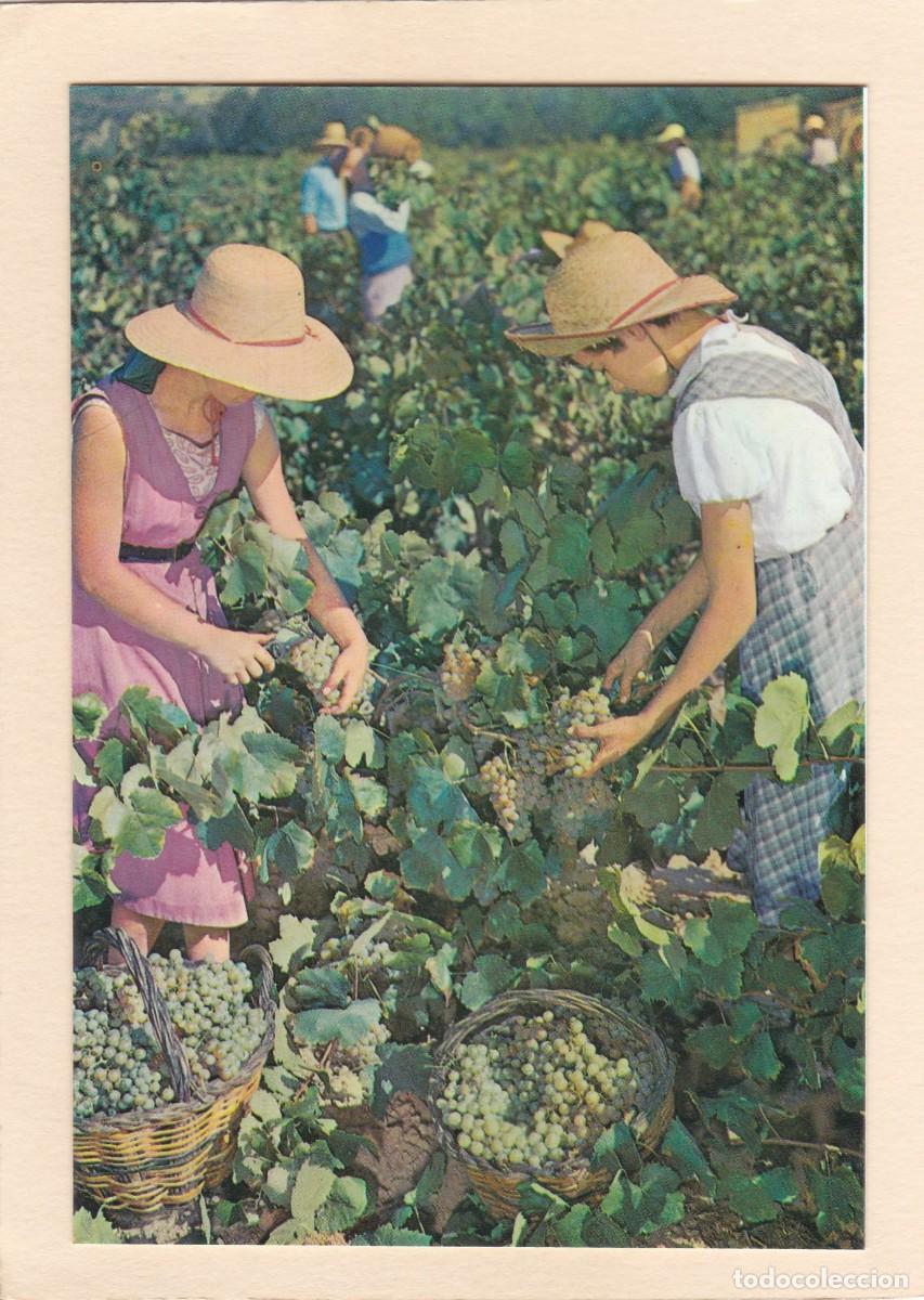 Postales: CAVAS CODORNIU. VENDIMIA (1976) - Foto 1
