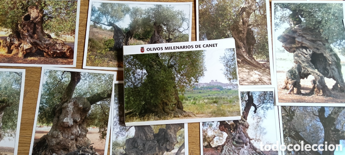 Postales: 15 postales olivos milenarios de Canet lo Roig , 2006, maestrat , castellon
