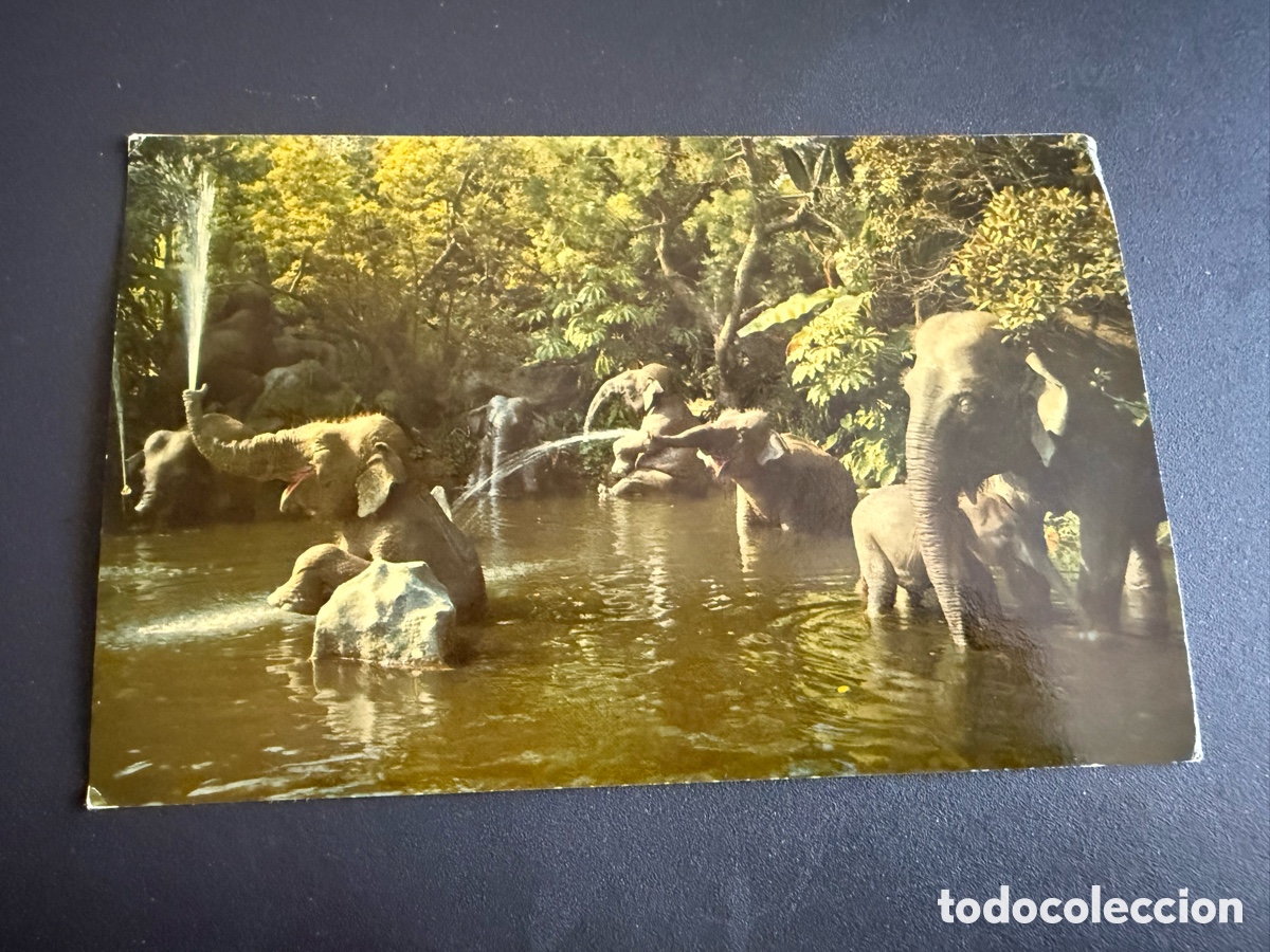 Postales: Postal antigua. DISNEYLAND - Foto 2