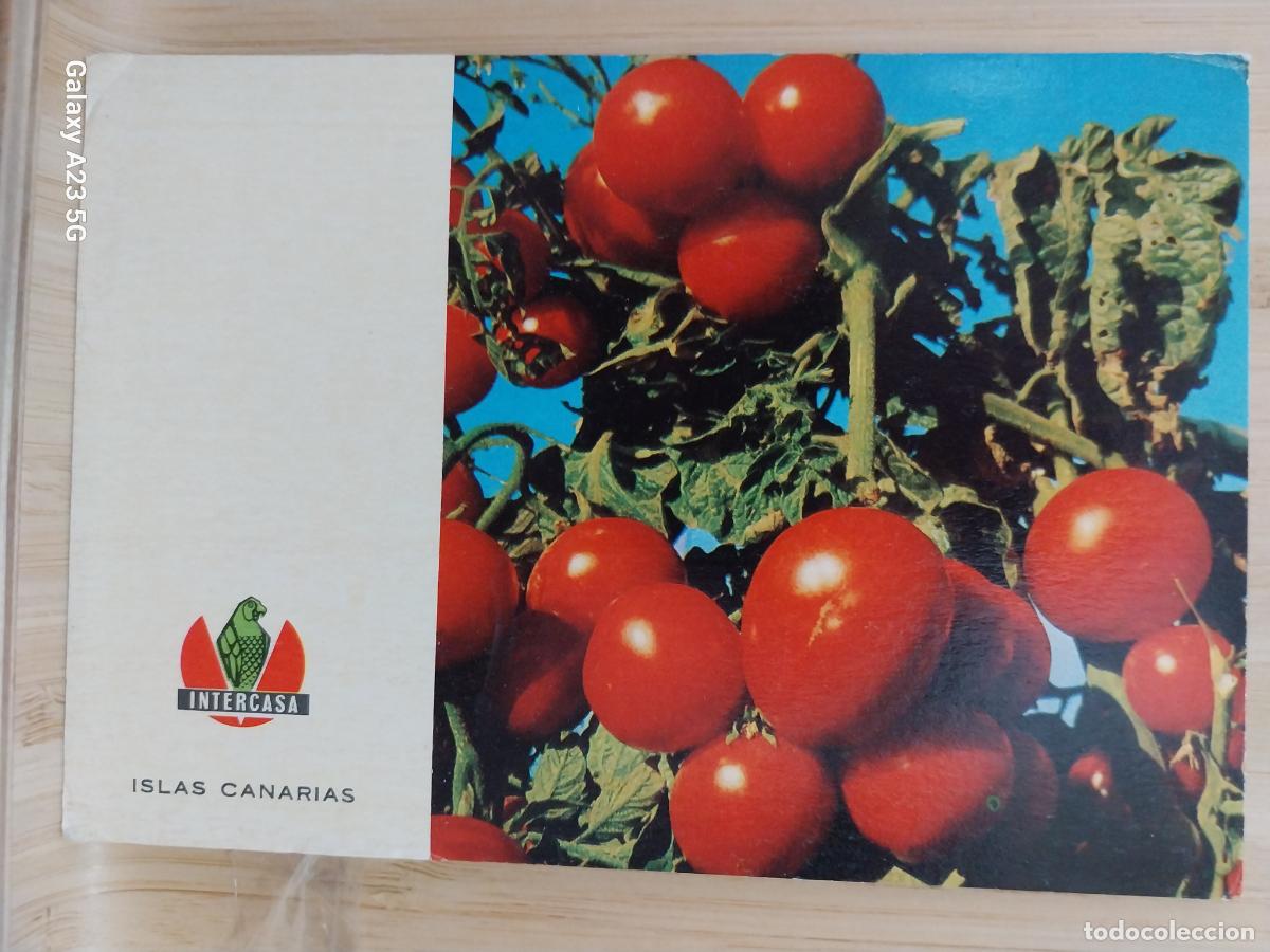 Postales: INTERCASA ISLAS CANARIAS PROMOCIONAL TOMATE POSTAL SC A&Ntilde;O 1966