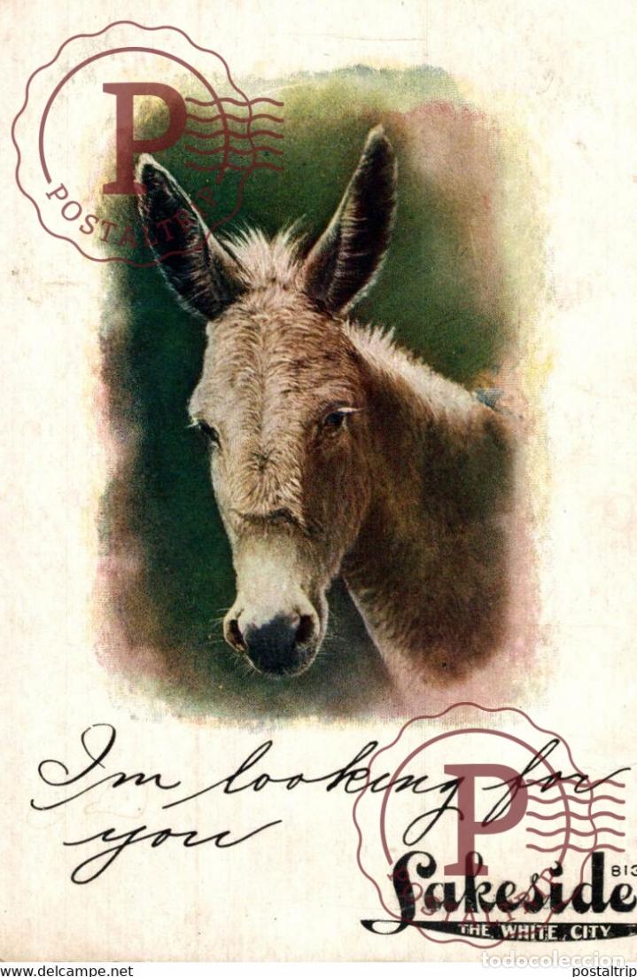 Postales: LAKESIDE THE WHITE CITY ANE DONKEY EZEL ESEL MULES donkeycollection