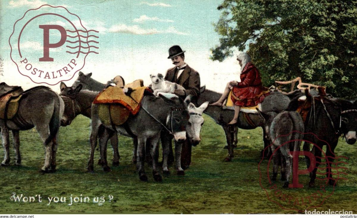 Postales: BERRETTS GREAT WINTER SALE ANE DONKEY EZEL ESEL MULES donkeycollection