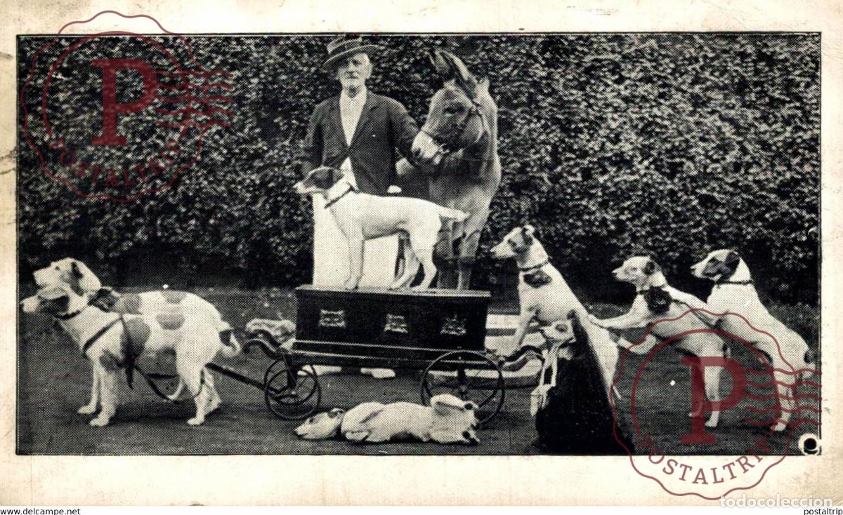 Postales: WATSON FOX TERRIERS ANE DONKEY EZEL ESEL MULES donkeycollection