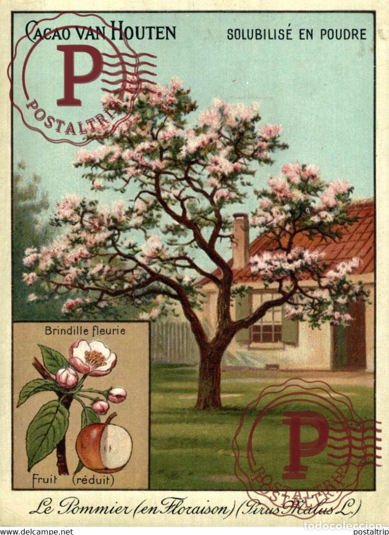 Postkarten: LOTE 5 POSTALES CACAO VAN HOUTEN PUBLICIDAD ADVERTISING