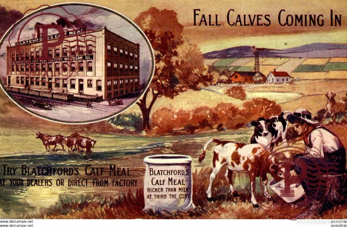 Cartoline: BLATCHFORDS CALF MEALS 1911 FALL CALVES COMING IN USA
