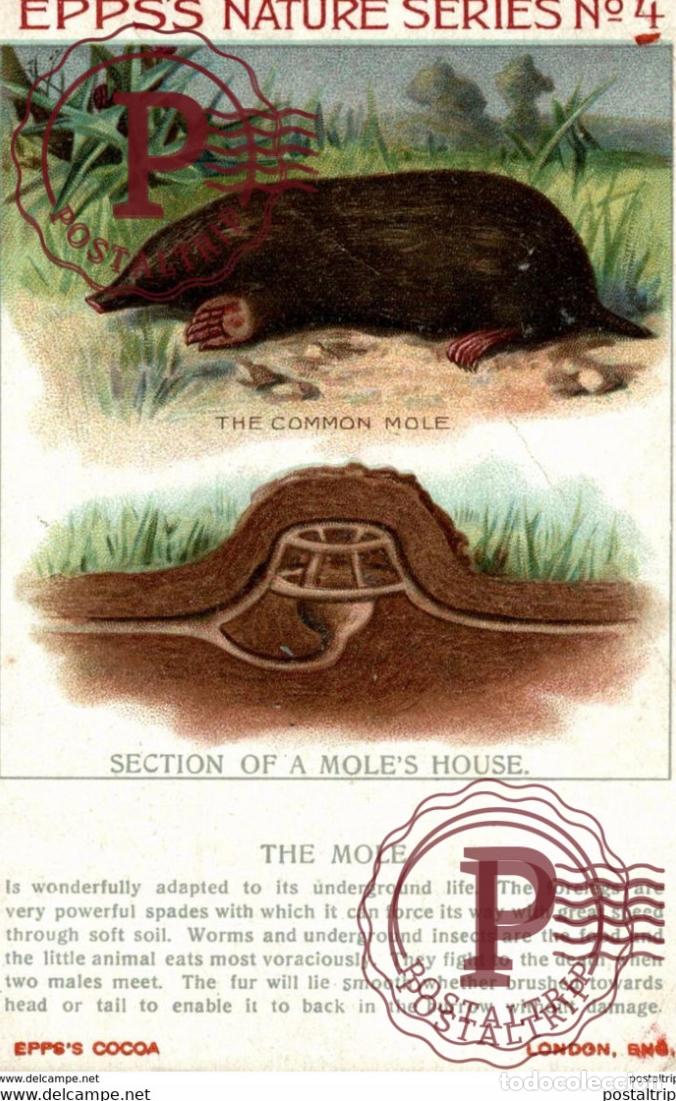 Postales: Animals MOLE Advert Epps Cocoa advert - Foto 1