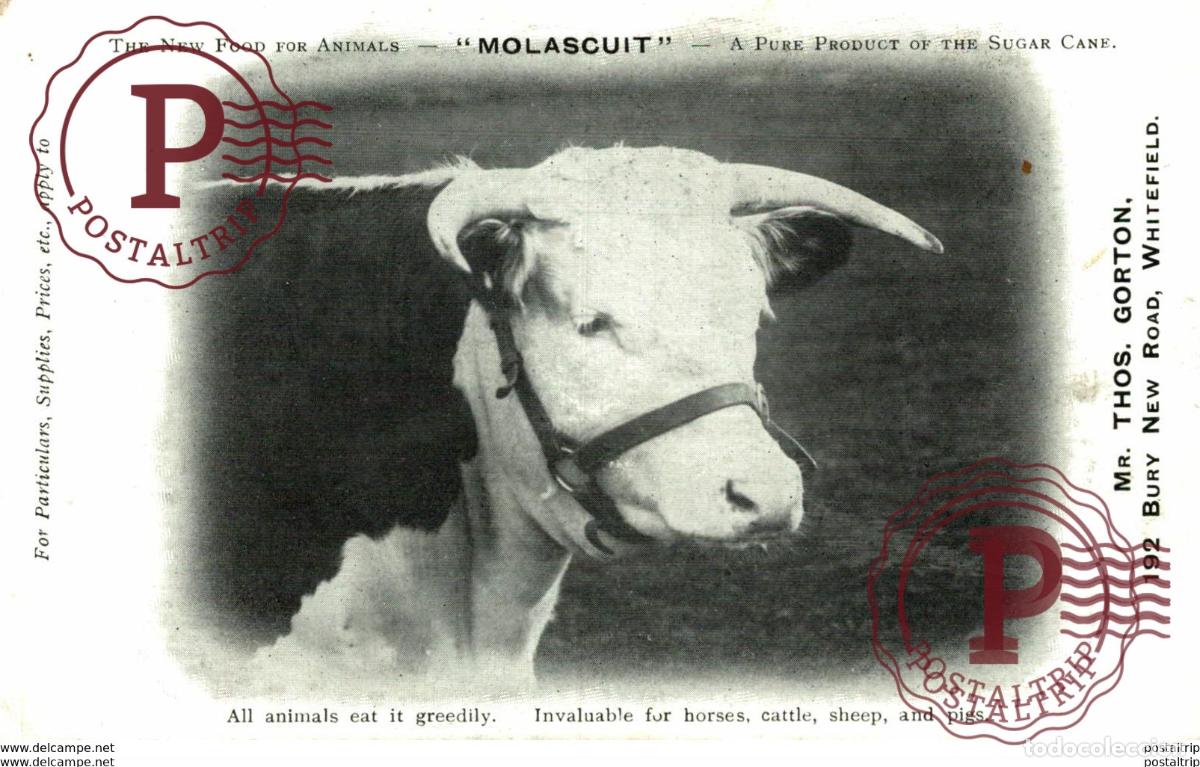 Postais: MOLASCUIT SUGAR CANE MR THOS GORTON WHITEFIELD