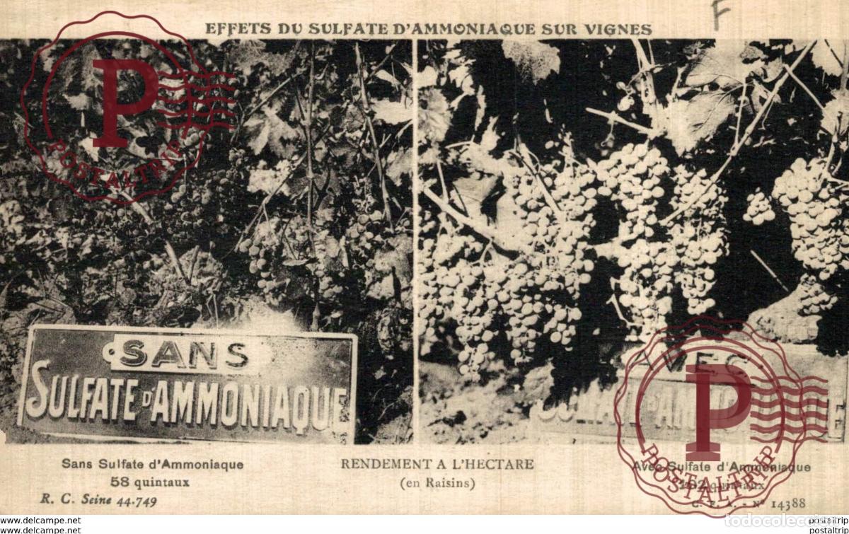 Postcards: PUBLICIDAD. ADVERTISING. EFFECTS DU SULFATE DE AMONIAQUE SUR VIGNES