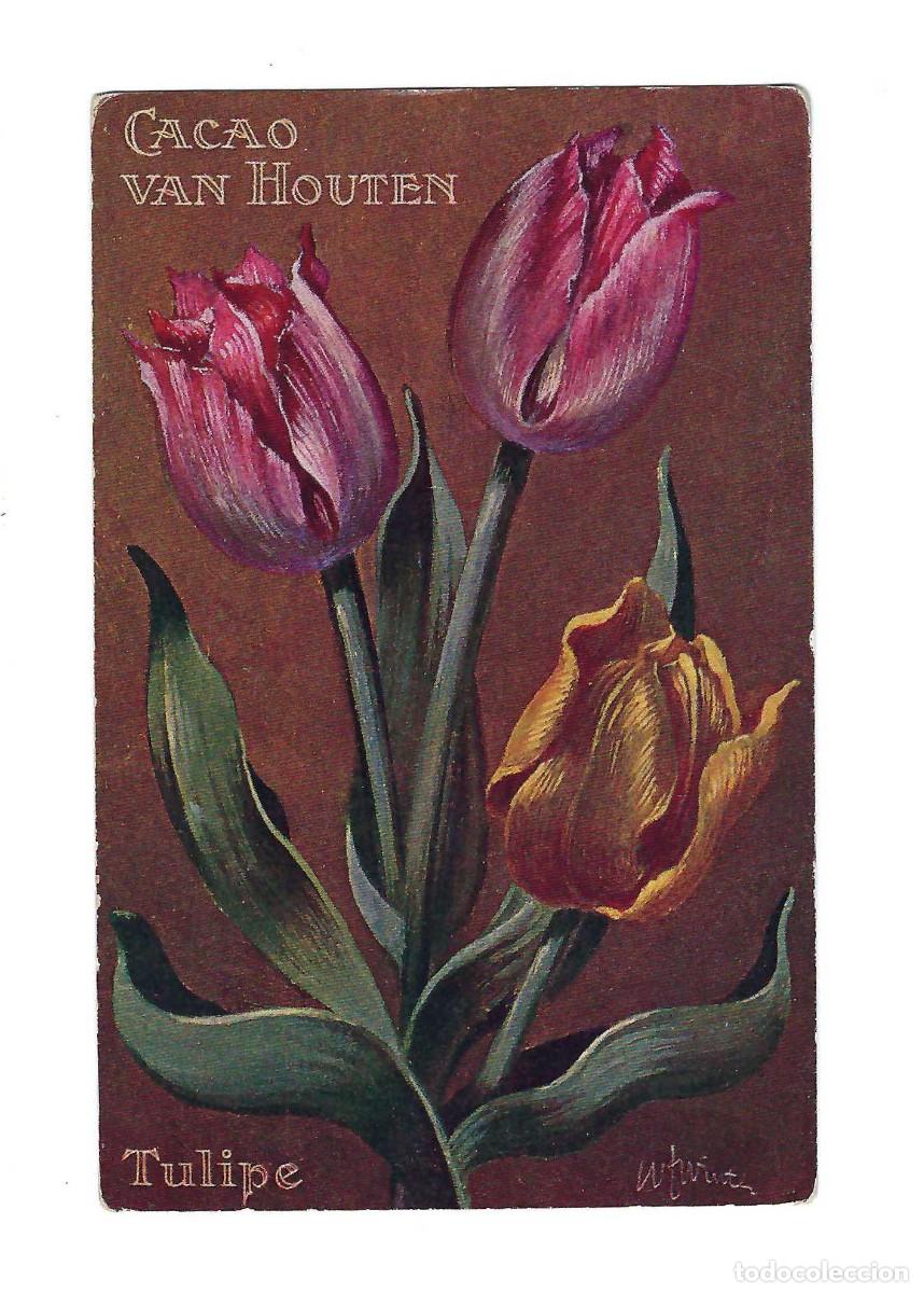 Postales: TARJETA PUBLICITARIA- TULIPE. CACAU VAN HOUTEN