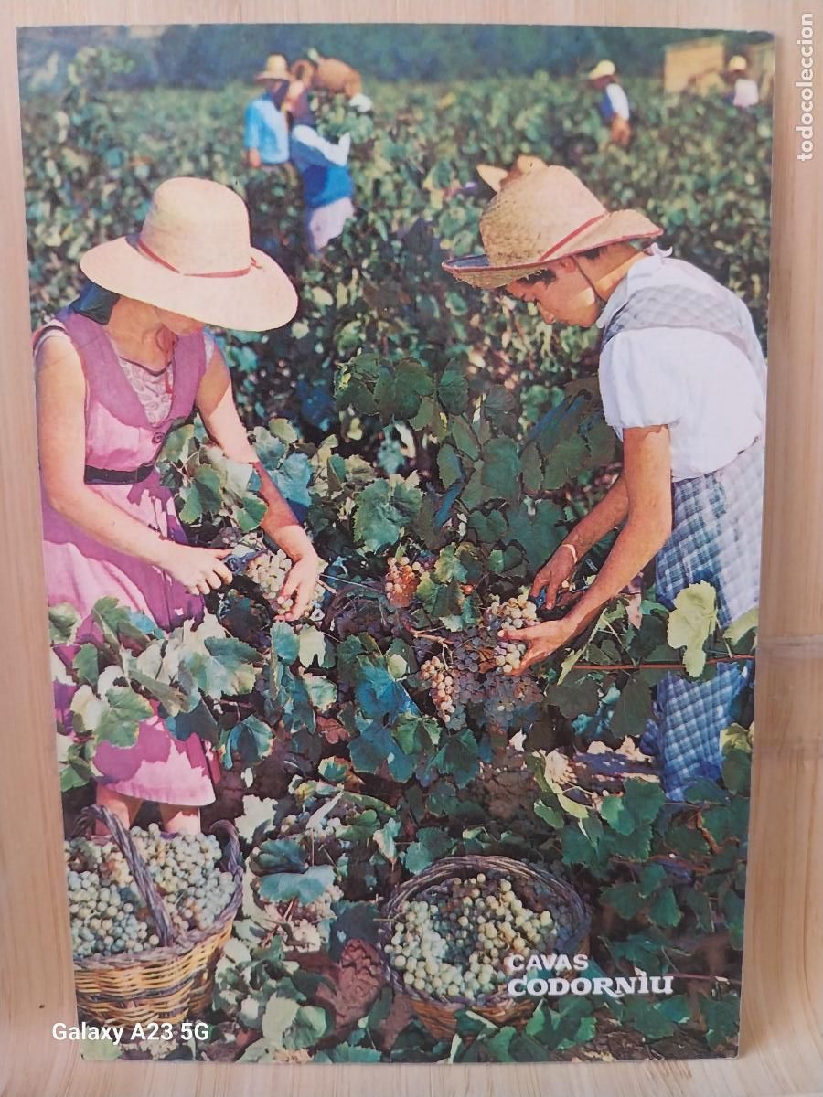 Postales: CODORNIU CAVA VENDIMIA POSTAL SC VINTAGE ORIGINAL ANIMADA PUBLICITARIA **++ A&Ntilde;O 1976