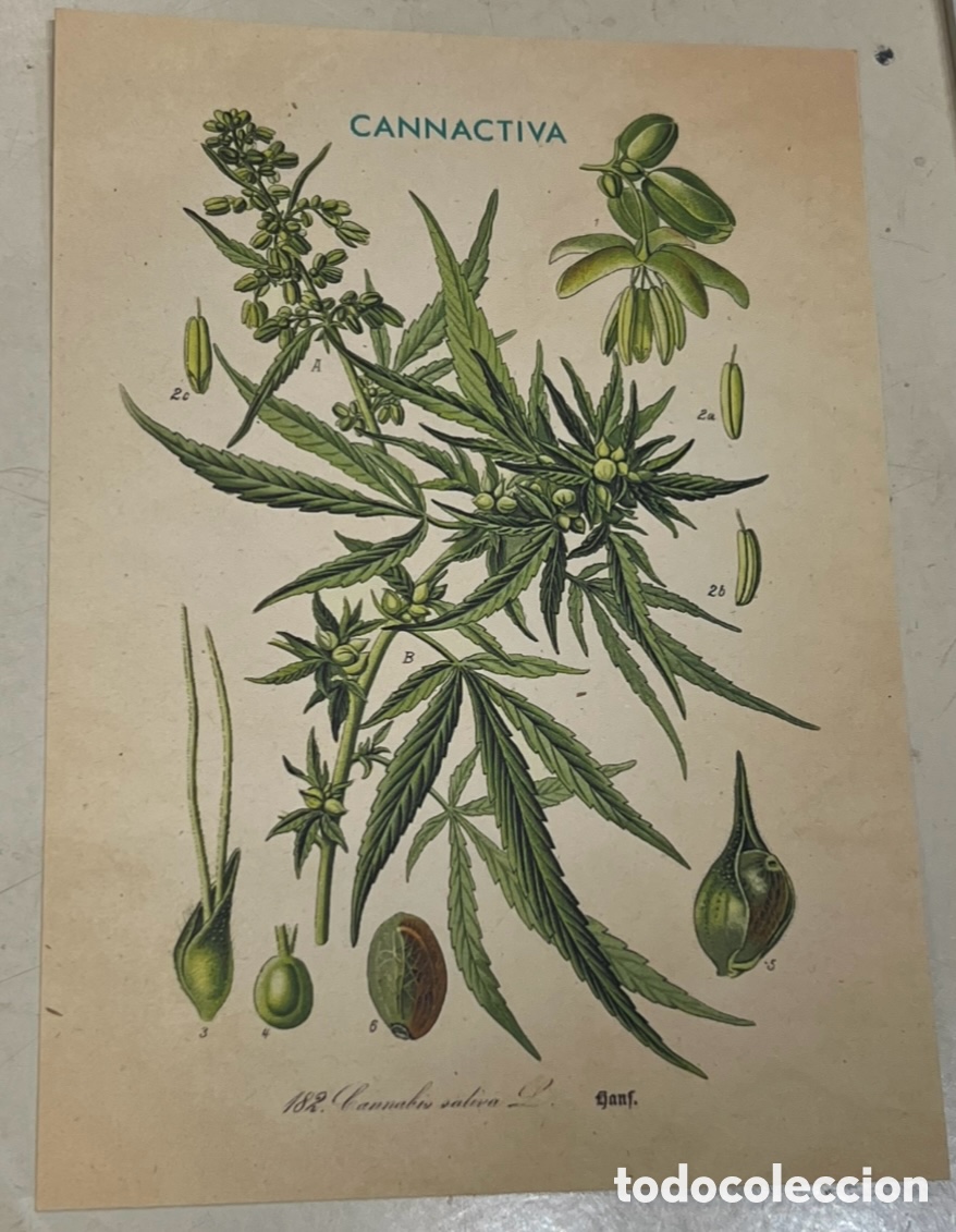Postales: Postal. CANNACTIVA. 2022.