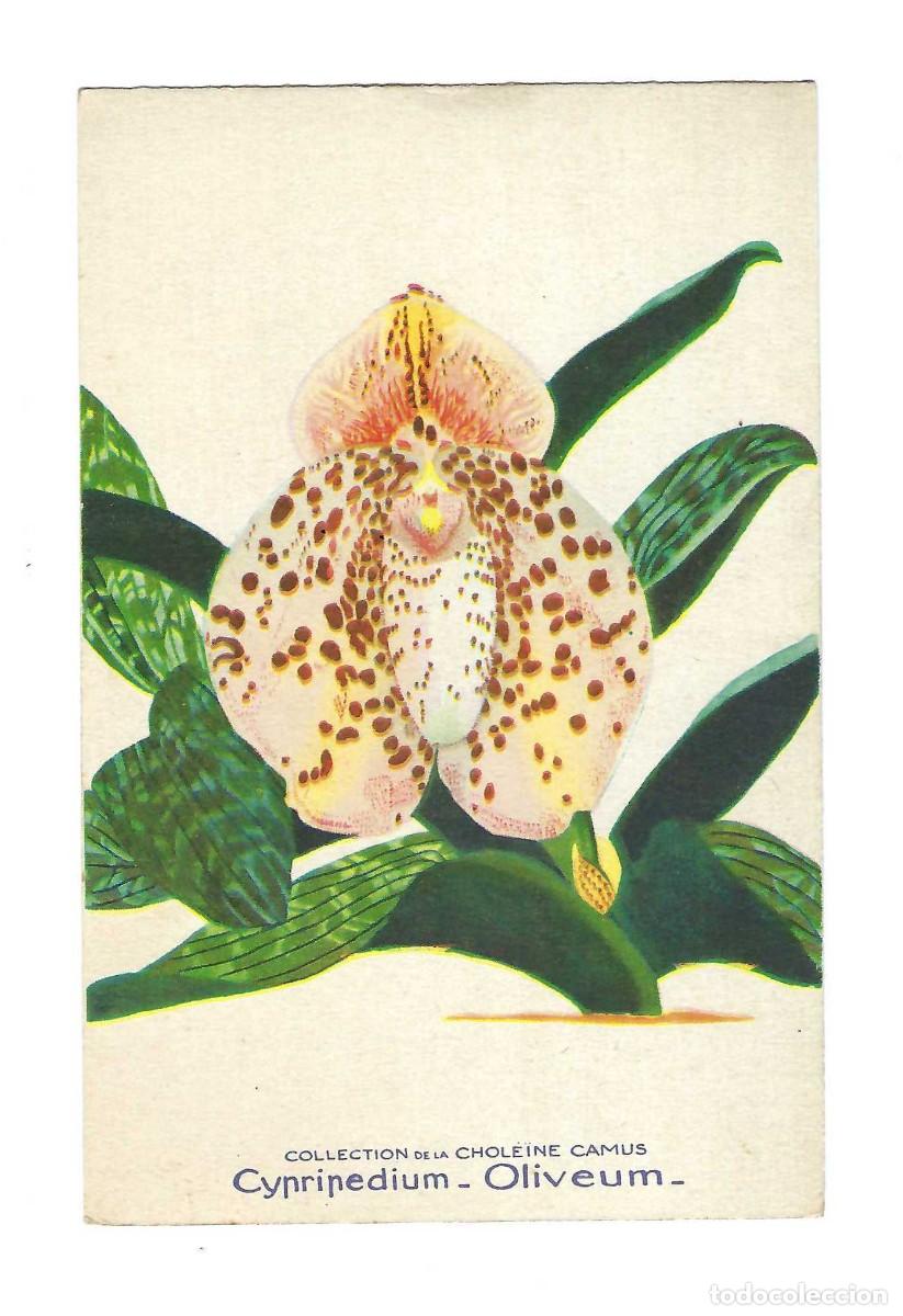Postales: TARJETA PUBLICITARIA- CHOLEINE CAMUS. CYPRIPEDIUM. OLIVEUM. LABORATOIRES DARRASSE. NATERRE. FRANCIA