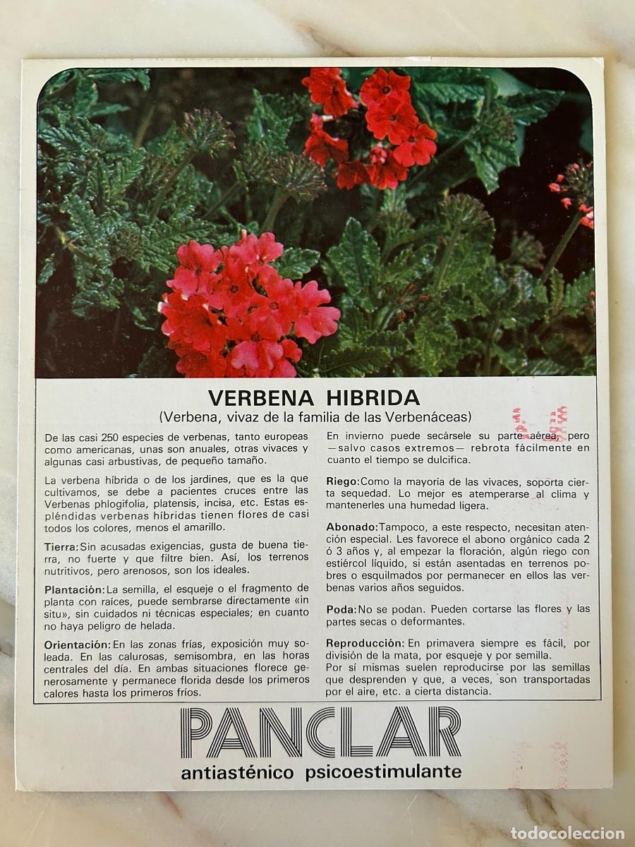 Postales: VERBENA H&Iacute;BRIDA - FICHA COLECCIONABLE CON PUBLICIDAD DE PANCLAR DE LABORATORIOS MADE 1977