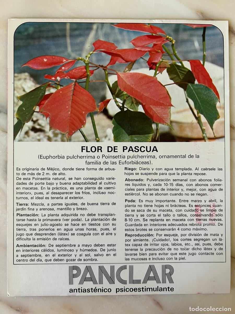 Postales: FLOR DE PASCUA - FICHA COLECCIONABLE CON PUBLICIDAD DE PANCLAR DE LABORATORIOS MADE 1977