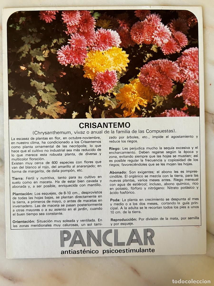 Postales: CRISANTEMO - FICHA COLECCIONABLE CON PUBLICIDAD DE PANCLAR DE LABORATORIOS MADE 1977
